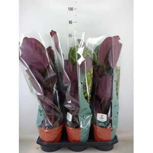 Calathea  'Medallion'