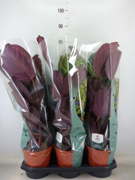 <h4>Calathea 'Medallion'</h4>