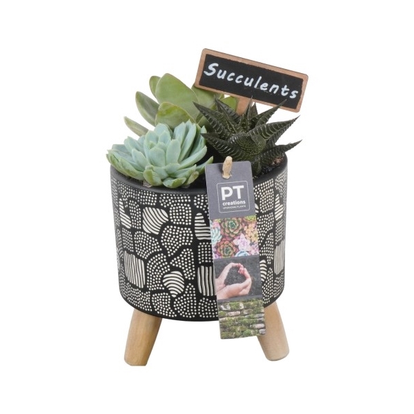 <h4>PTSU8476 Arrangement Succulenten in keramiek pot op houten voet</h4>