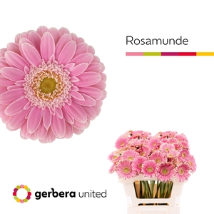 Germini Rosamunde Water x60