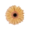 GERBERA ALLIANCE > 10 CM DIAM < 050 CM LARANJA