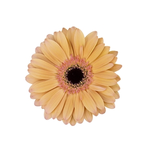 GERBERA ALLIANCE > 10 CM DIAM < 050 CM LARANJA