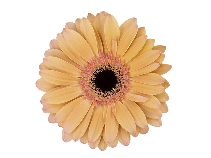 GERBERA ALLIANCE > 10 CM DIAM < 050 CM LARANJA