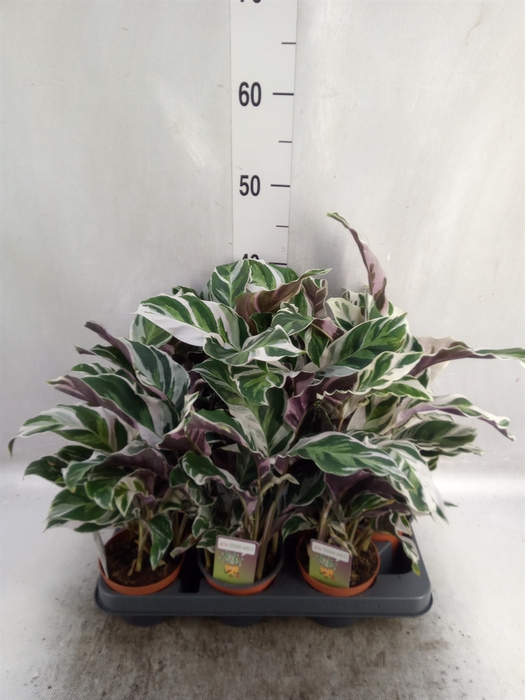 <h4>Calathea  'Fusion White'</h4>