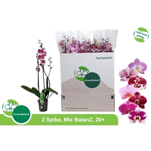 PHAL GEM