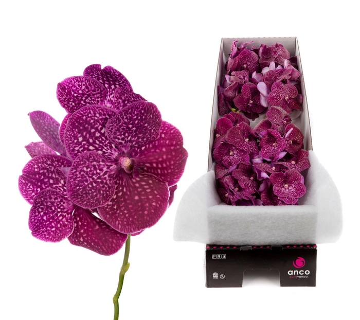 <h4>Vanda 'Nitaya Crimson Love'</h4>