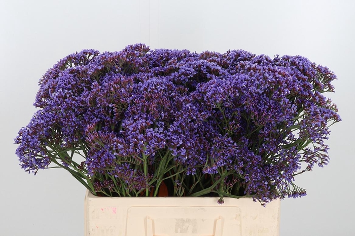 <h4>Lim Pe Enchante</h4>