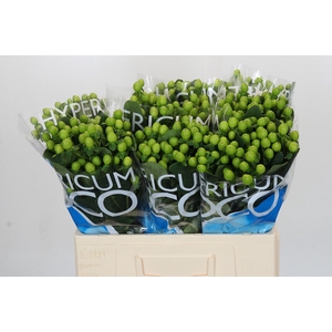 Hypericum Coco Bamboo
