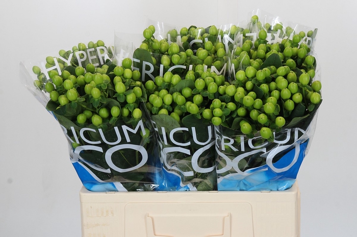 <h4>Hypericum Coco Bamboo</h4>