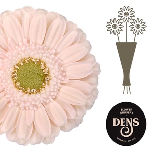 Germini Alix-Noor Water