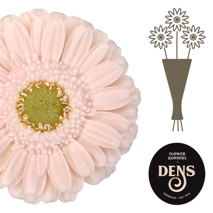 <h4>Germini Alix-Noor Water</h4>