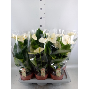 Anthurium andr. 'Alpine'