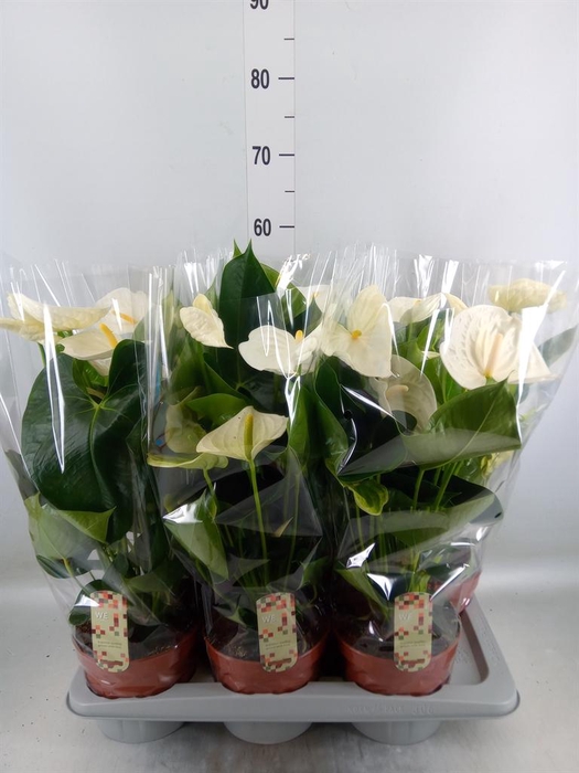 <h4>Anthurium andr. 'Alpine'</h4>