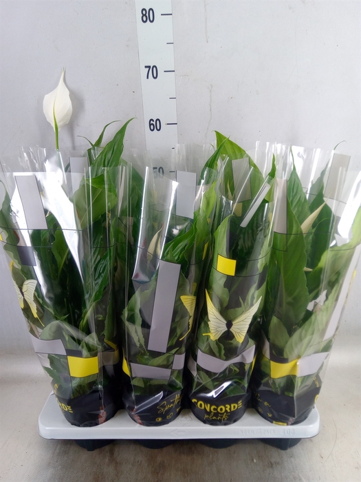 <h4>Spathiphyllum  'Sweet Chico'</h4>