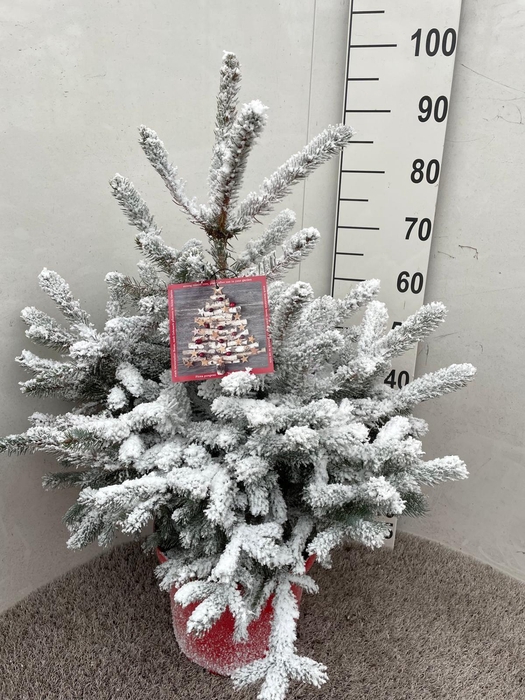 <h4>PICEA PU SUPER BLUE</h4>