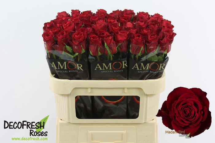 <h4>R Gr Madam Red</h4>