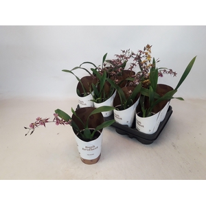 BRASSIA SUMMER DREAM