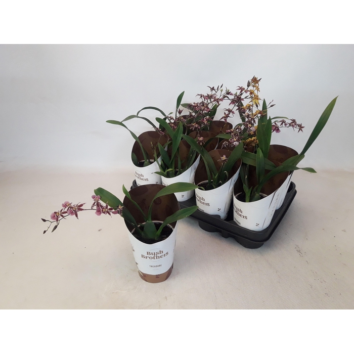 <h4>BRASSIA SUMMER DREAM</h4>