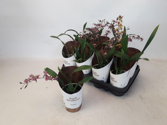 BRASSIA SUMMER DREAM