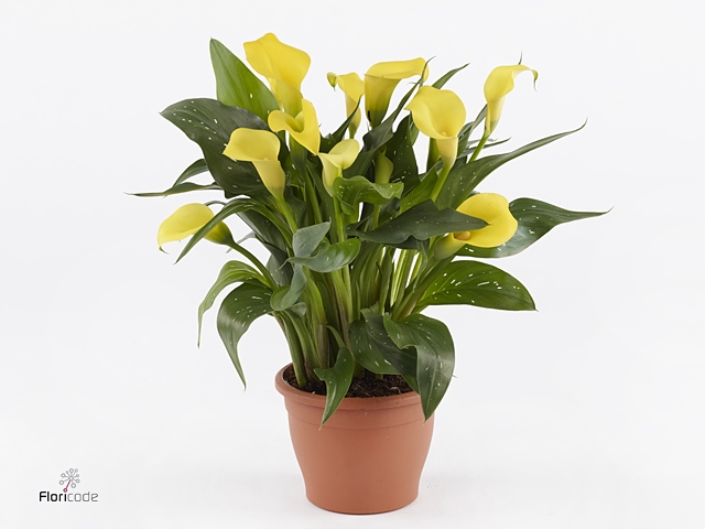 Zantedeschia  'Sunclub'