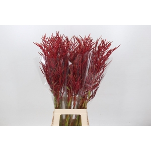 Bromelia Red Paloma