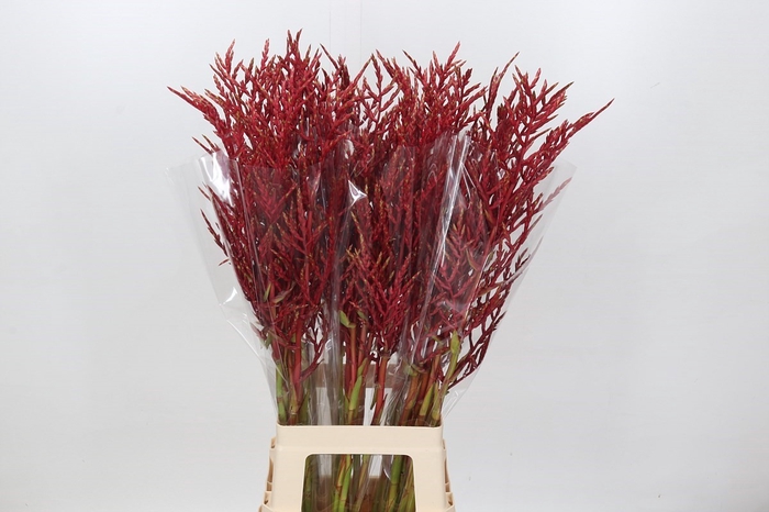 <h4>Bromelia Red Paloma</h4>