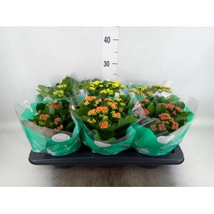 KALANCHOE BLOS. 'ROSDON COLLECTION'
