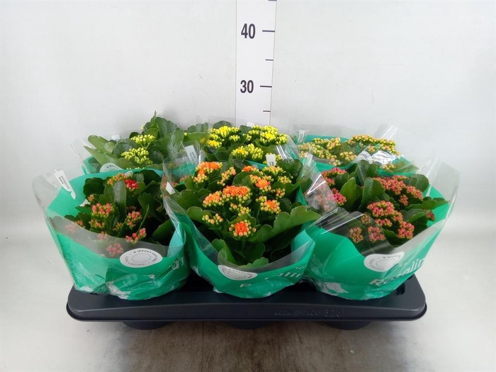 <h4>KALANCHOE BLOS. 'ROSDON COLLECTION'</h4>