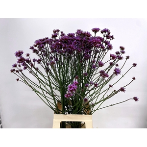 VERBENA HAS P SPIRES