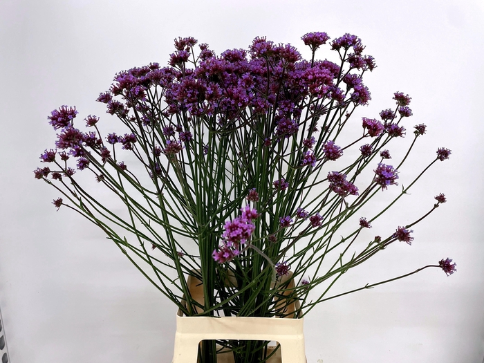 <h4>VERBENA HAS P SPIRES</h4>