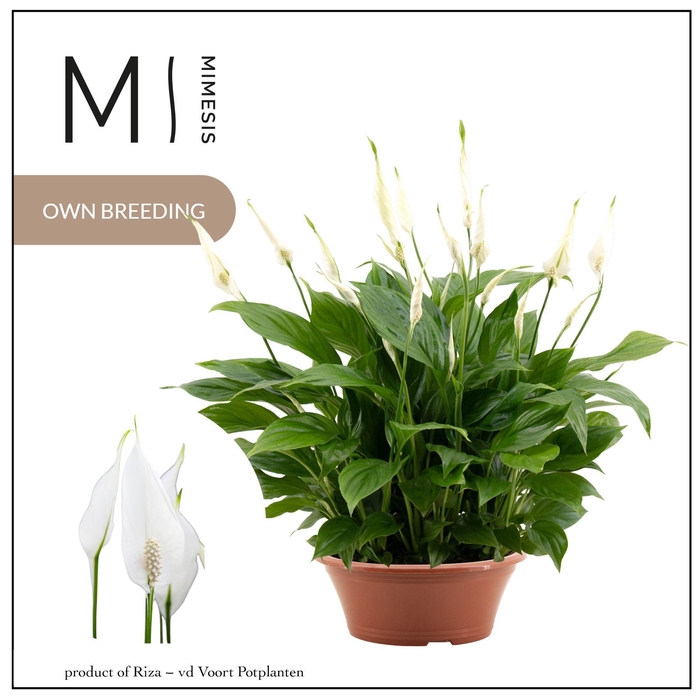 <h4>Spathiphyllum Bellini - 23cm schaal | Mimesis</h4>