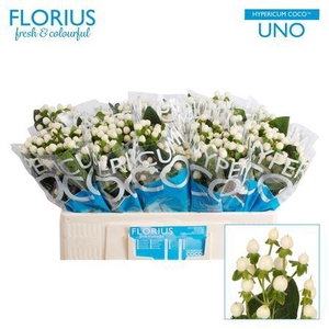 Hyp Coco Uno White