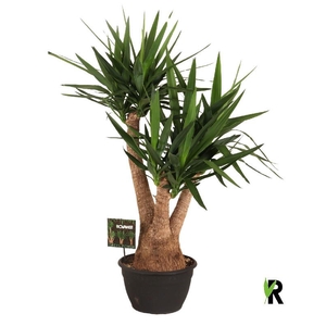 Yucca Elephantipes vertakt