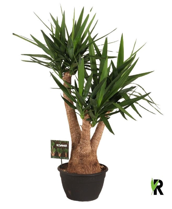 <h4>Yucca Elephantipes vertakt</h4>
