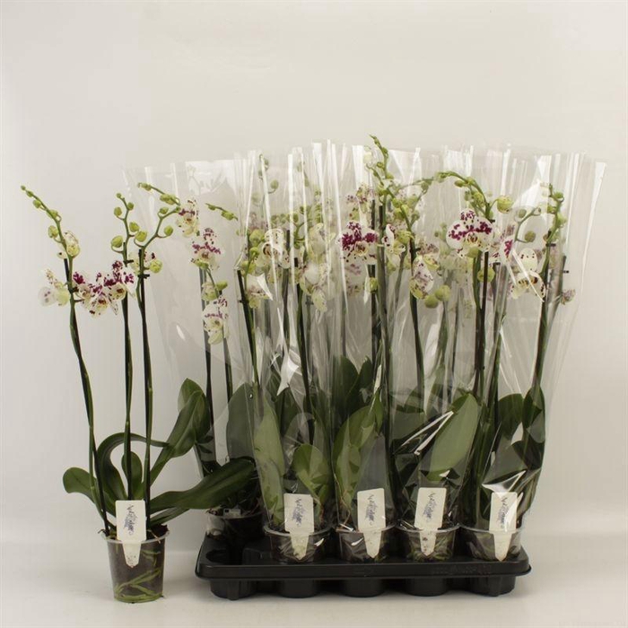 <h4>PHAL AN MARRAKESH</h4>