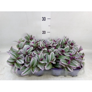 Tradescantia cerinth. 'Nanouk'
