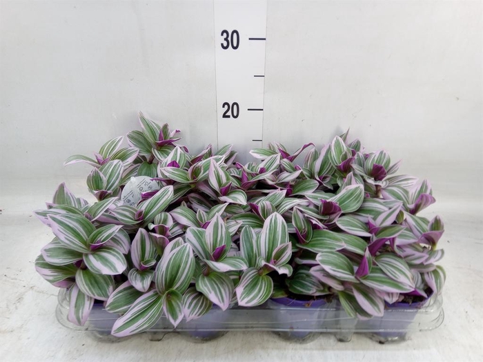 <h4>Tradescantia cerinth. 'Nanouk'</h4>
