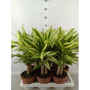 Dracaena frag.   ...