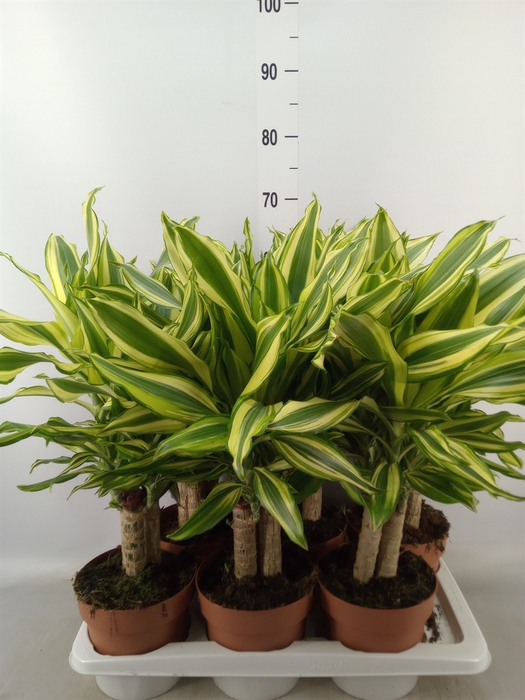<h4>Dracaena frag.   ...</h4>