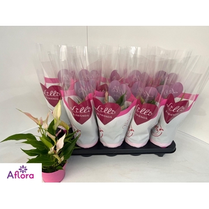 ANTHU LILLI