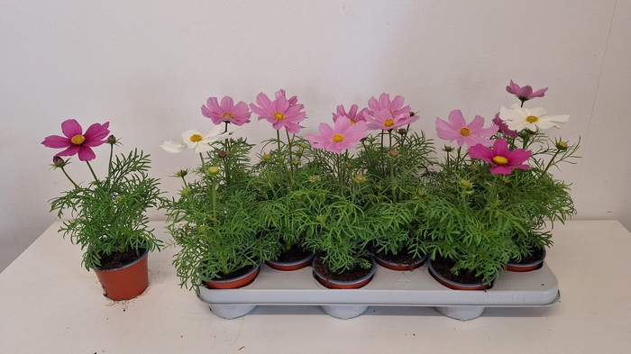 <h4>COSM BIPINNATUS</h4>