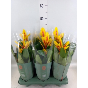 Vriesea  'Intenso Yellow Flame'