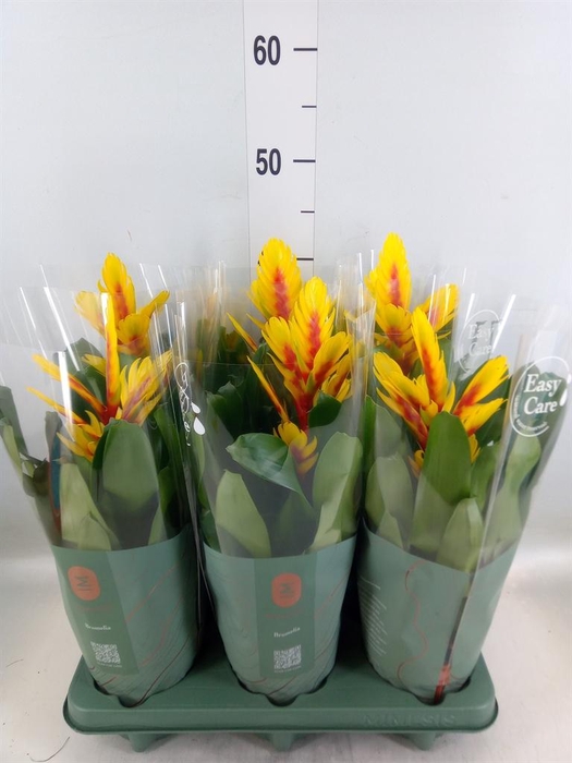 <h4>Vriesea  'Intenso Yellow Flame'</h4>