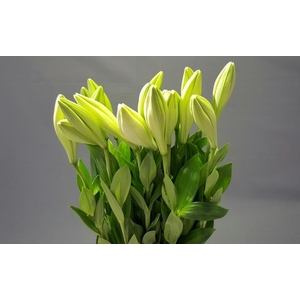 Lilium longiflorum 'Watch Up'