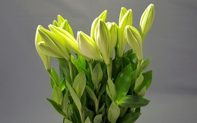 <h4>Lilium longiflorum 'Watch Up'</h4>