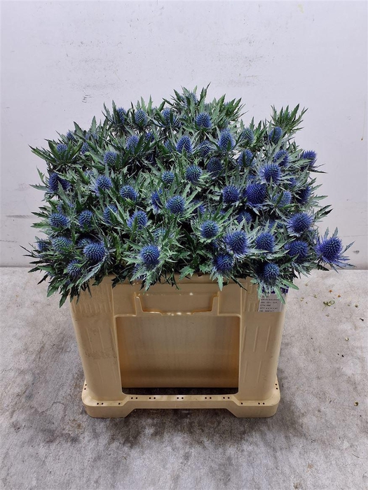 <h4>Eryn Aquarius Qstar</h4>