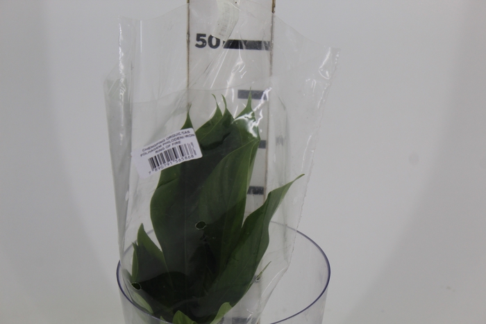 <h4>MACO FOLHAGEM PHILODENDRON VARIADO</h4>