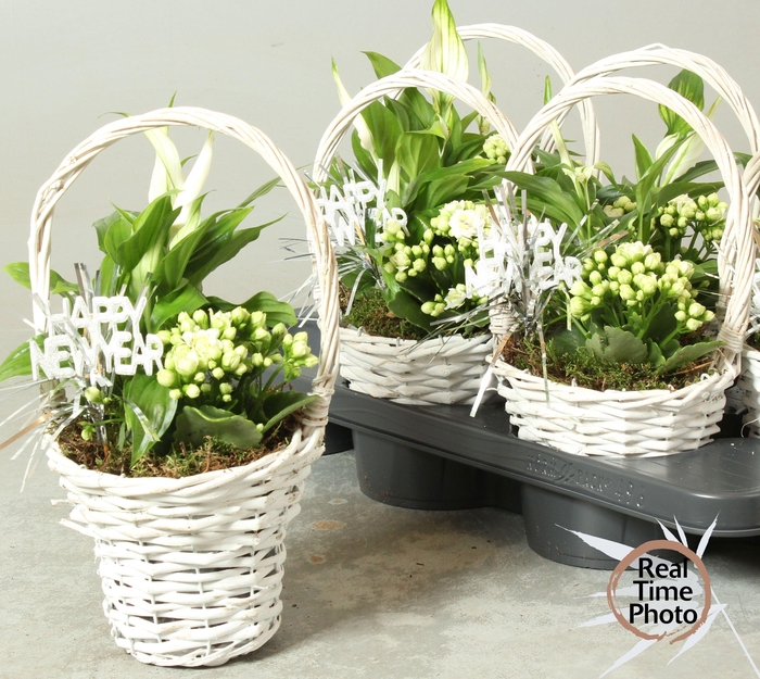 <h4>ARR KAMERPL</h4>