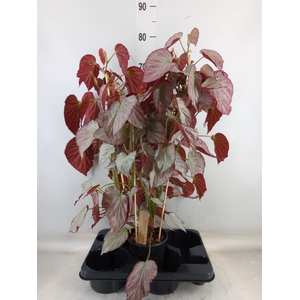 Begonia BD   ...