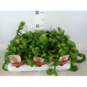 Epiphyllum guatem. var. monstrosa